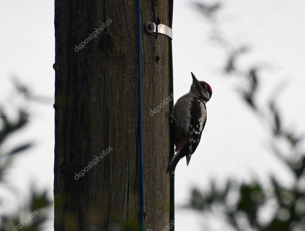 Greater Spotted Woodpecker climbing up telegraph pole with leaves in the background. 