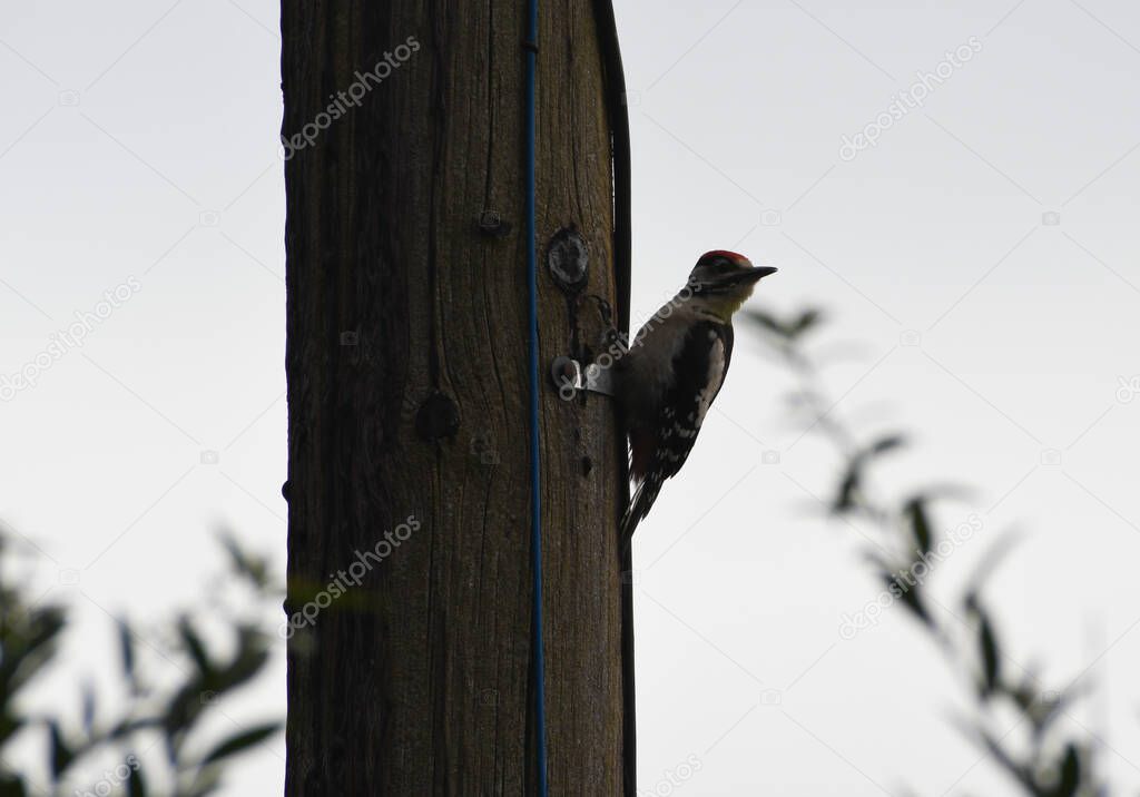 Greater Spotted Woodpecker, looking away from telegraph pole surrounded by leaves 