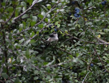 Long Tailed Tit in a sloe berry bush, the berries are ripe and ready to be picked. 