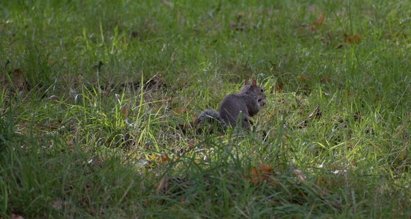 Jeune Écureuil Gris Mangeant Dans Une Clairière Pleine Herbe — Photo