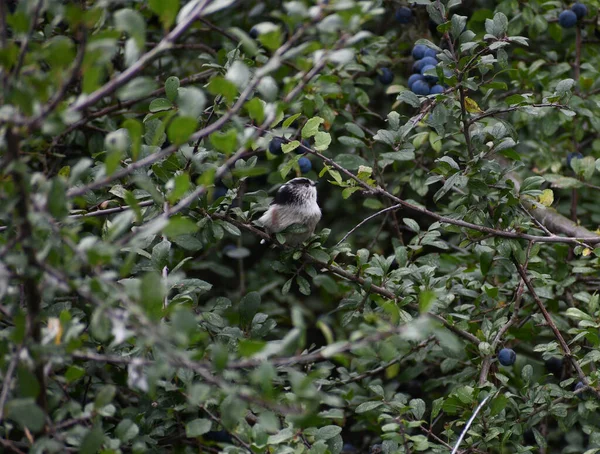 Long Tailed Tit Sloe Berry Bush Berries Ripe Ready Picked — Photo