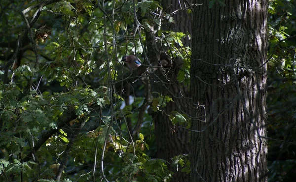 Único Jay Rodeado Por Folhas Numa Árvore — Fotografia de Stock