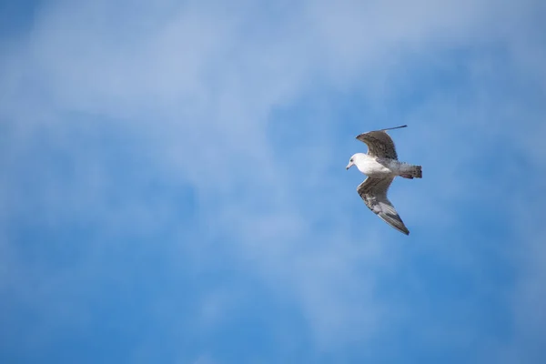 Jovem Herring Gull Voando Acima Mim Com Fundo Azul Céu — Fotografia de Stock