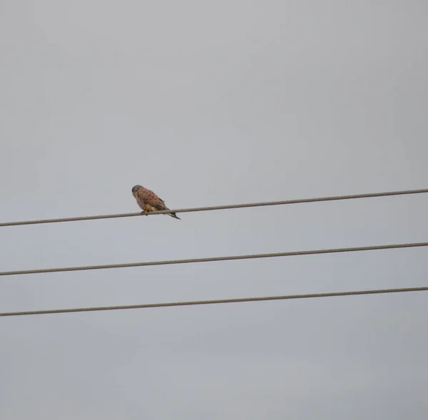 Kestral Perching Electrical Wire Cloudy Calm Day — Stock Photo, Image