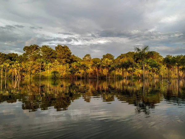 Palmbomen Een Igarap Deel Dat Een Klein Kanaal Heeft Bij — Stockfoto