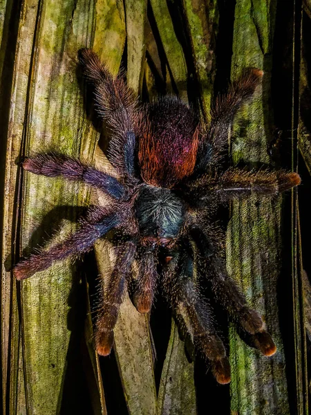 Brazilský Pavouk Caranguejeira Čekající Kořist Blížící Doškovou Střechu Uprostřed Amazonského — Stock fotografie
