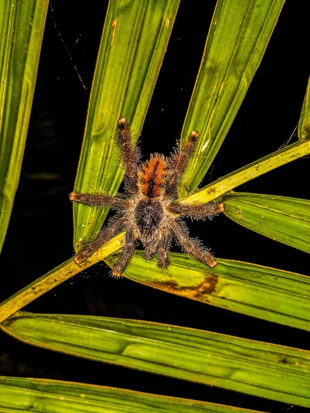 Brazilian Spider (Caranguejeira), waiting for the prey approaching on the thatched roof.In the middle of the Amazon rainforest it is home to one of the largest Brazilian spiders, popularly called Carangueijera.