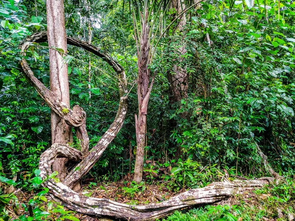 Árvores Brasileiras Meio Floresta Amazônica — Fotografia de Stock