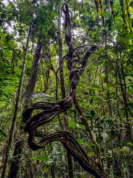 Vegetation Inne Amazonas Regnskog Dess Form Ger Plaströrelser Som Vore — Stockfoto