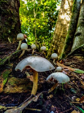 Amazon yağmur ormanlarının ortasında, Tapajos 'un ulusal ormanlarında bulunan Amazon mantarları, hem ısı hem de nem bakımından çeşitli mantarların büyümesi için mükemmel bir ortam sağlar.