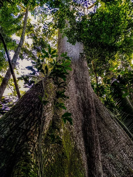 Brasilianska Träd Mitten Amazonas Skogstree Showing Its Upper Twigs Background — Stockfoto