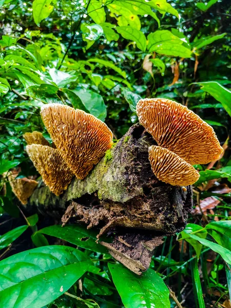 Amazon mushrooms, located in the national forest of the Tapajos, within the Amazon.Amid the Amazon rainforest, both heat and humidity together, provide a perfect environment for the growth of various mushrooms