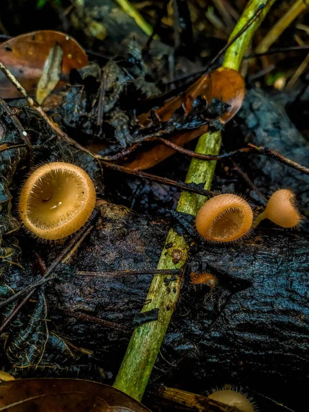 Amazon mushrooms, located in the national forest of the Tapajos, within the Amazon.Amid the Amazon rainforest, both heat and humidity together, provide a perfect environment for the growth of various mushrooms