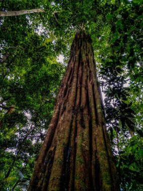 Amazon Orman Ağacı 'nın ortasında Brezilya ağaçlarının üzerinde sırt üstü gökyüzü olan iki tane üst katlı ağaçlar var. Bu ağaç AMAZON Ormanı 'nın ortasında yer almaktadır. Hamaklar 30 metre yükseklikte ağaç tepesinde asılı durmaktadır..