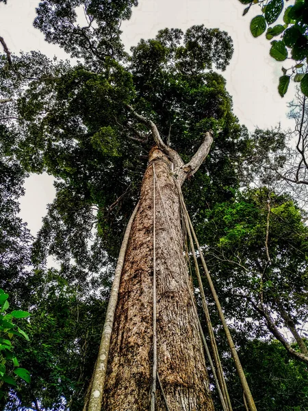 Brasilianska Träd Mitten Amazonas Skogsbrasilianska Träd Showing Its Upper Twigs — Stockfoto