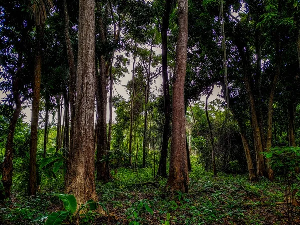 Brazylijskie Drzewa Pośrodku Zalesionego Amazonii Brazylijskie Tree Showing Its Upper — Zdjęcie stockowe