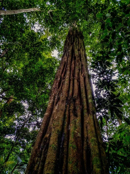 Brasilianska Träd Mitten Amazonas Skogsbrasilianska Träd Showing Its Upper Twigs — Stockfoto