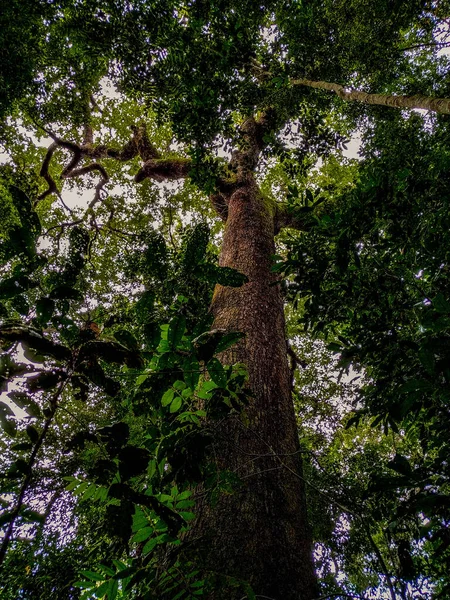 Arbres Brésiliens Milieu Forêt Amazoniennearbre Brésilien Showing Its Upper Twigs — Photo