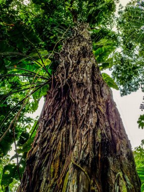 Amazon Orman Ağacı 'nın ortasında Brezilya ağaçlarının üzerinde sırt üstü gökyüzü olan iki tane üst katlı ağaçlar var. Bu ağaç AMAZON Ormanı 'nın ortasında yer almaktadır. Hamaklar 30 metre yükseklikte ağaç tepesinde asılı durmaktadır..
