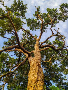Amazon Orman Ağacı 'nın ortasında Brezilya ağaçlarının üzerinde sırt üstü gökyüzü olan iki tane üst katlı ağaçlar var. Bu ağaç AMAZON Ormanı 'nın ortasında yer almaktadır. Hamaklar 30 metre yükseklikte ağaç tepesinde asılı durmaktadır..