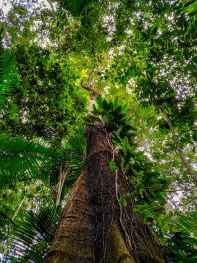 Amazon Orman Ağacı 'nın ortasında Brezilya ağaçlarının üzerinde sırt üstü gökyüzü olan iki tane üst katlı ağaçlar var. Bu ağaç AMAZON Ormanı 'nın ortasında yer almaktadır. Hamaklar 30 metre yükseklikte ağaç tepesinde asılı durmaktadır..