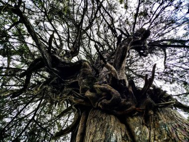 Amazon Orman Ağacı 'nın ortasında Brezilya ağaçlarının üzerinde sırt üstü gökyüzü olan iki tane üst katlı ağaçlar var. Bu ağaç AMAZON Ormanı 'nın ortasında yer almaktadır. Hamaklar 30 metre yükseklikte ağaç tepesinde asılı durmaktadır..