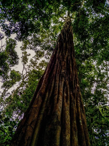 Brasilianska Träd Mitten Amazonas Skogsbrasilianska Träd Showing Its Upper Twigs — Stockfoto