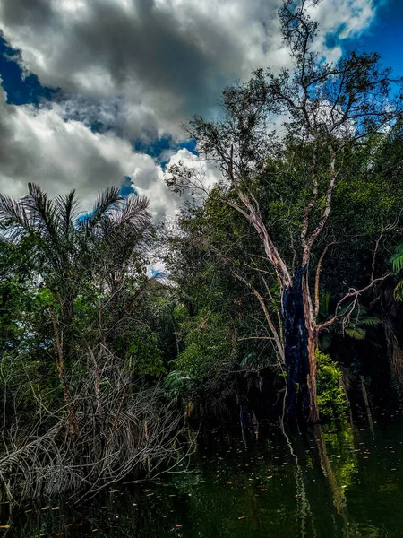 Brazylijski Krajobraz Środku Lasów Amazonii Drzewa Gałęzie Skraju Wodach Amazonii — Zdjęcie stockowe