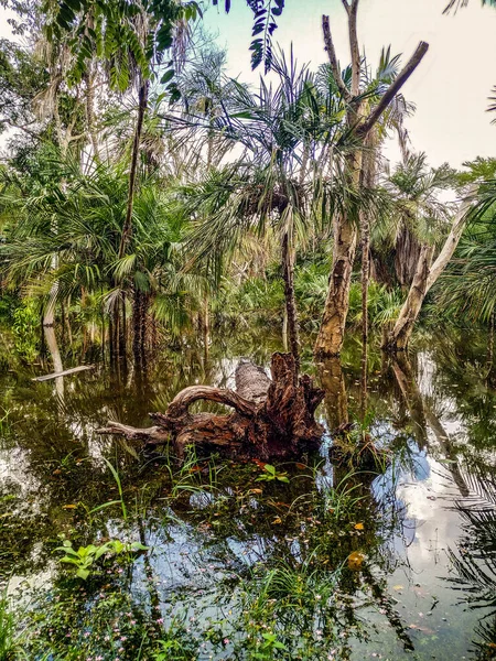 Paisagem Brasileira Meio Amazôniaárvores Galhos Borda Dentro Das Águas Rio — Fotografia de Stock