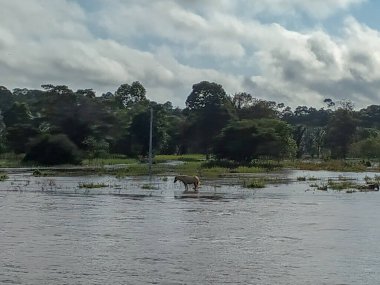 Amazon Nehri ve bulut refleksi