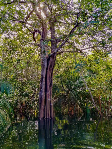 Paisagem Brasileira Meio Amazôniaárvores Galhos Borda Dentro Das Águas Rio — Fotografia de Stock