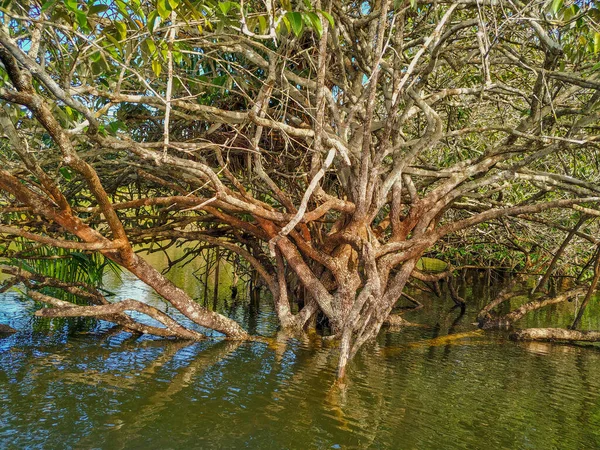 アマゾンの森の真ん中にブラジルの風景アマゾン川の端と水の中に木や枝 植生と寒さの多様性を示しています — ストック写真