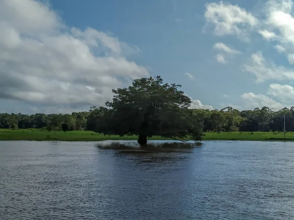 Paisaje Brasileño Medio Selva Amazónicaárboles Ramas Borde Dentro Las Aguas —  Fotos de Stock