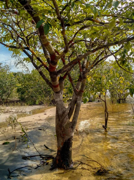 Paisagem Brasileira Meio Amazôniaárvores Galhos Borda Dentro Das Águas Rio — Fotografia de Stock