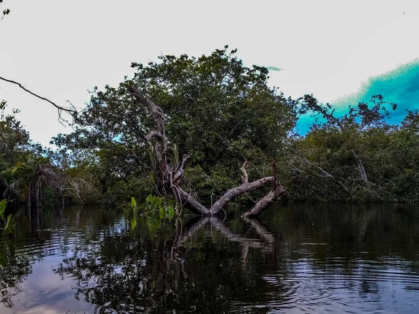 Brazylijski Krajobraz Środku Lasów Amazonii Drzewa Gałęzie Skraju Wodach Amazonii — Zdjęcie stockowe