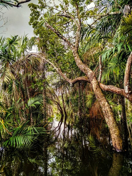 Paisagem Brasileira Meio Amazôniaárvores Galhos Borda Dentro Das Águas Rio — Fotografia de Stock