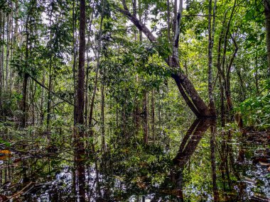 Amazon ormanlarının ortasındaki Brezilya manzarası ve Amazon Nehri 'nin kıyısında ve sularında bulunan dallar. Bitki ve kömürlüğün çeşitliliğini gösterir.