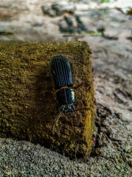 Photo of a beetle over a puddle of sand.Beetle walking on terrain with sand and stones on a day after the rain. The ground is damp and the beetle walks with difficulty