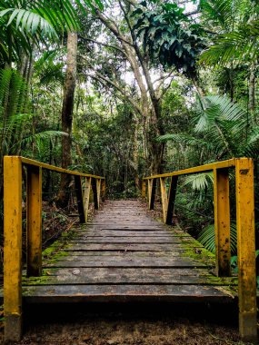 Amazon ormanının içindeki antik köprü bu köprü Manaus, Amazonas, Brezilya 'yı çevreleyen yerli bir ormanın ortasında yer almaktadır. Bitki örtüsünün ve geçidin yakınındaki çevreyi gösterir.