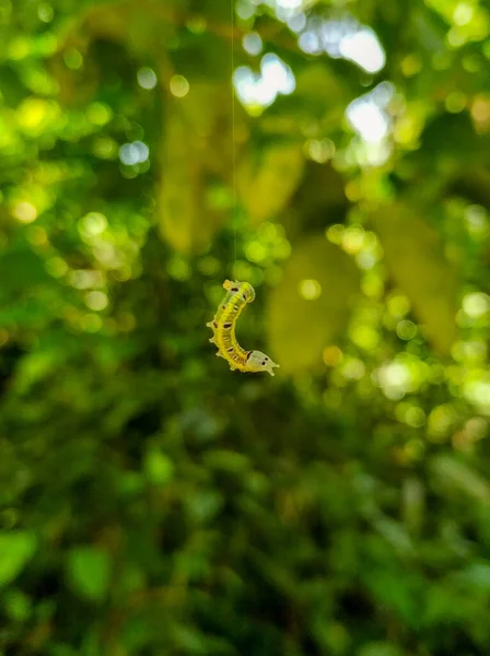 Amazon Yağmur Ormanlarının Ortasında Amazon Yağmur Ormanlarının Ortasında Bir Ağaç — Stok fotoğraf