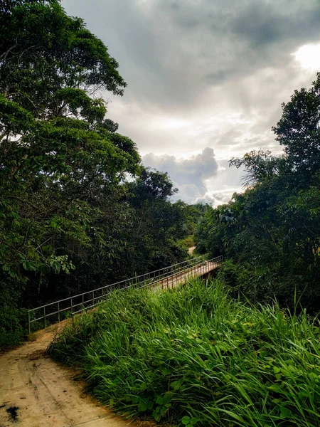 Forntida Bro Inne Amazonas Djungeldenna Bro Ligger Mitt Inhemsk Skog — Stockfoto