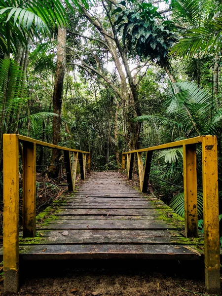 Цей Міст Розташований Самому Центрі Лісового Лісу Оточує Манаус Амазонас — стокове фото