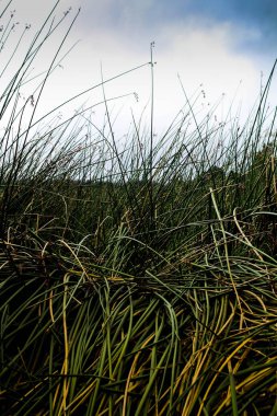 Gökyüzü olan çiçek tarlası güneşin ışınlarını gösteriyor. Değişik bitkilerle dolu bir alan, dost ışığı ve güzel bir gökyüzü var..