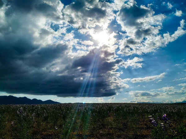 stock image Flowery field with sky showing the sun's raysPhoto shows a field full of varied vegetation, with friendly light and a beautiful sky.