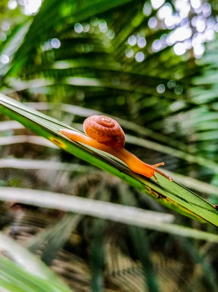 Foto Una Babosa Medio Selva Amazónica Slug Caminando Sobre Tronco —  Fotos de Stock