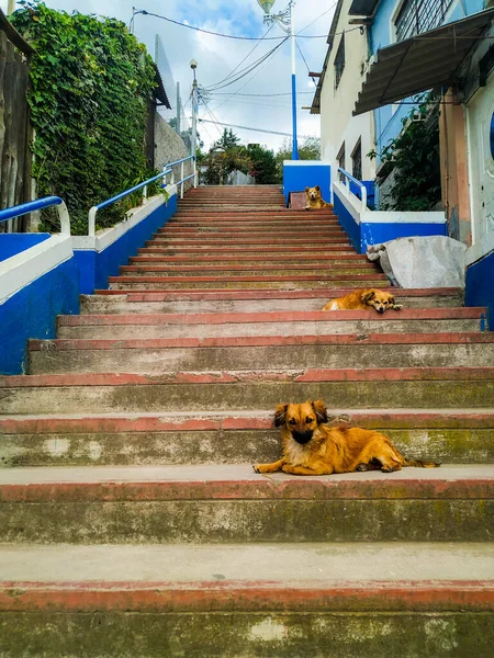 Σκάλες Από Otavalo Στο Εκουαδόρ Περπατώντας Στους Δρόμους Του Otavalo — Φωτογραφία Αρχείου