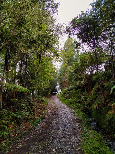 Beautiful path between trees.These two trees caught my attention. I was walking inside a forest that reminded me of fairy tales with gnome magic and suddenly the walk passed this portal of vegetation and made my mind go deeper into the tales.