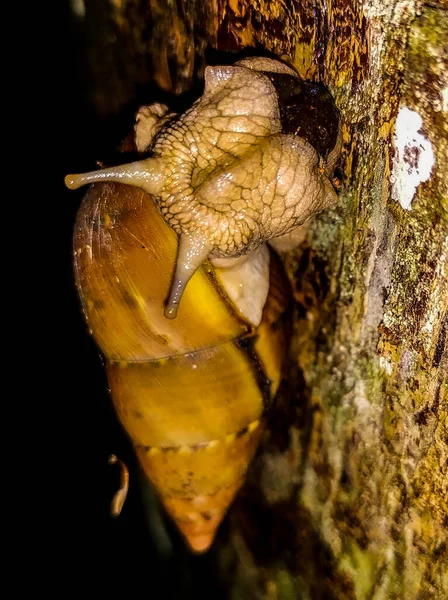 Photo Slug Middle Amazon Rainforestslug Walking Tree Trunk Middle Amazon — Stock Photo, Image