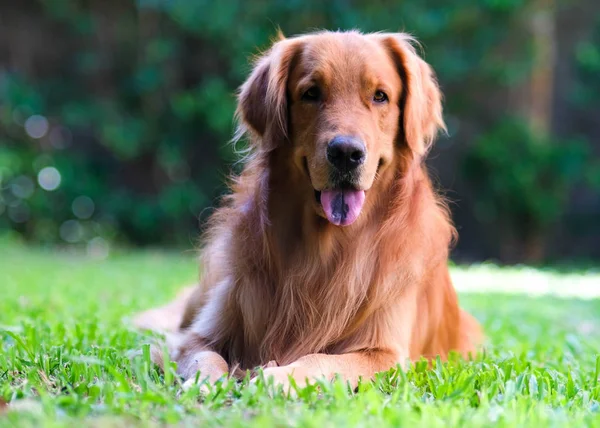 Golden retriever — Stockfoto