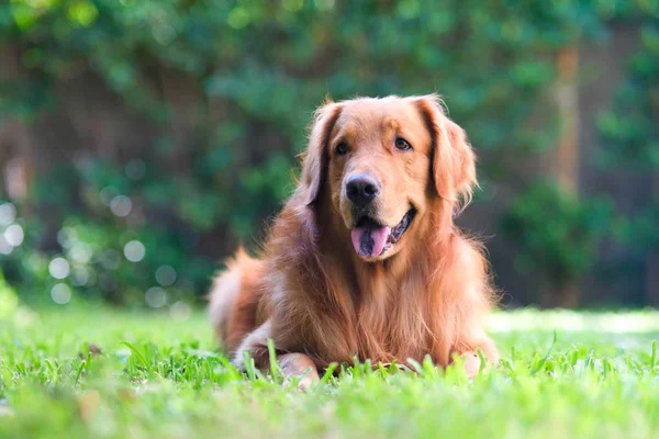 Golden retriever — Stockfoto